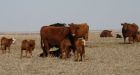 Drought fears weigh on prairie farms