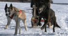 Stray dog finds new home on sled team