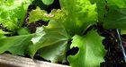 Urban farmers want your land