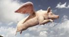 P.E.I. pigs fly to Russia
