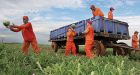 Canada's prison farms may be on the chopping block