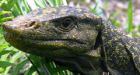 Philippines dragon-sized lizard is a new species