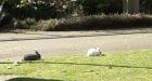 UVic considers culling resident rabbits
