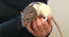 Unwelcome Alberta rat deported to B.C.