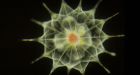 Oceans teeming with microscopic life: scientists