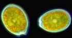Marine census focusing on microbes in final year