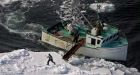 N.L. sealers having easy time of spring hunt, closing in on 60,000 pelts