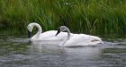 Majestic birds right on time for event