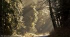 Forest industry, green groups strike deal