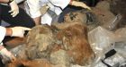 Ice Age baby mammoth on display in France