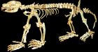 15-million-year-old marsupial fossils found in Outback