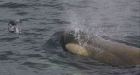 Antarctic orcas dine on penguins scientists discover