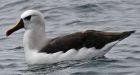 Albatross found in eastern Ontario