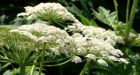 Giant hogweed invades Richmond