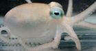 Octopuses found with cold-resistant venom