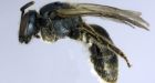 New bee species found in downtown Toronto