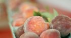 Fall peaches bred in Niagara