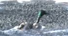 Oil industry lowballs bird deaths