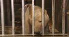 Polar bear pen ready near Churchill