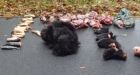 Mutilated animal parts found in B.C. park