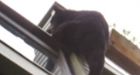 B.C. bear scales 3-storey building for tomatoes