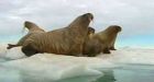 Trichinella found in Nunavut walrus meat