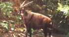 Rare 'Asian unicorn' dies in captivity