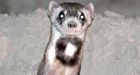 Prairies get flurry of ferrets