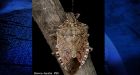 New pest raising a real stink south of the border