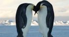 Penguins killed by foxes at London Zoo