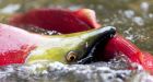 Flotilla of salmon supporters to launch inquiry into sockeye decline