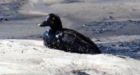 Another 230 ducks die on Syncrude tailings pond