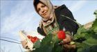 Gaza blockade: Israel eases export restrictions