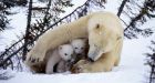 Early thaw, late freeze of sea ice threatens Hudson Bay polar bears