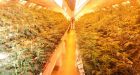 B.C. gov't takes control of 2 grow-op houses