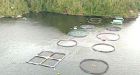 DFO takes over B.C. fish farming regulation