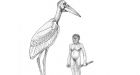 Giant stork once roamed Indonesian island