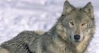 Wolves reported in La Ronge
