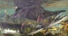 Sea lice 'not to blame for Pacific salmon decline'