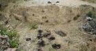 Japan's PM visits Iwo Jima's mass graves, vows to account for missing troops