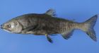'Extinct' species of salmon found in lake near Mt. Fuji