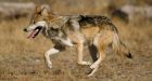 Experts: Ancient Mexicans crossbred wolf-dogs