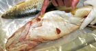 Ottawa kept in dark on abnormal fish found in oil-sands rivers