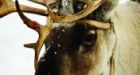 The animal world has its junkies too