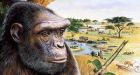 Sabretooth cats threatened most ancient human ancestor