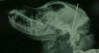 Police investigating after puppies shot with nail gun