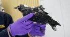 Dead Birds Fall From Sky In Sweden, Millions Of Dead Fish Found In Maryland, Brazil, New Zealand
