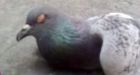 Dead birds litter Quebec farm