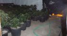 Has this home ever been a grow-op?