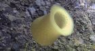 Most ocean species still unknown after census